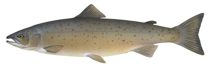 Atlantic salmon (40 kg)