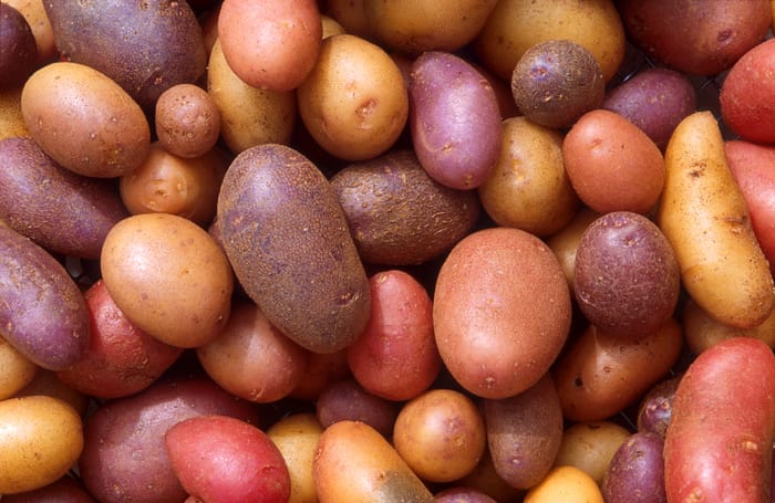 Bamberg potato